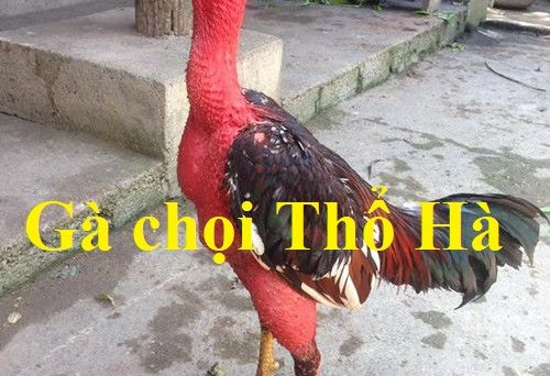 Gà chọi Thổ Hà - Chiến kê lừng danh chọi gà đất Việt 42 gà chọi thổ hà