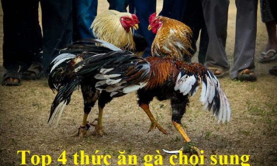Top 4 thức ăn gà chọi tăng độ sung mãn 6 Thức ăn gà chọi sung