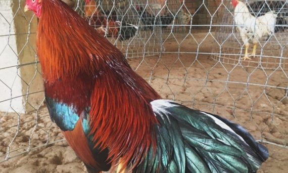 Dinh dưỡng gà chọi theo từng độ tuổi của gà đá 52 dinh dưỡng gà chọi