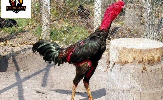 Gà chọi Thái Bình lừng danh với chiến kê ô sầu CR7 27 Gà chọi Thái Bình