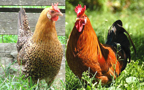 Gà mồng vua Sicilia cực quý hiếm 43 gà mồng vua Sicilia