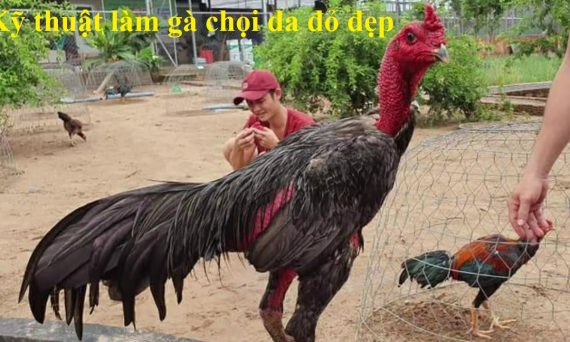 Kỹ thuật làm gà chọi da đỏ đẹp lên màu tự nhiên 19 làm gà chọi da đỏ