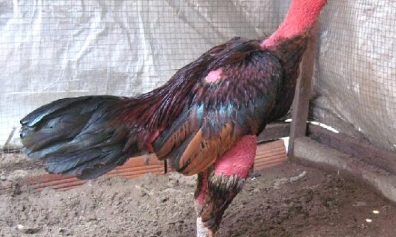 Trị gà đá về bị sưng hầu nhanh hết hiệu quả 54 trị gà sưng hầu