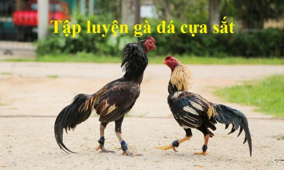Tập luyện gà đá cựa sắt chuẩn không cần chỉnh 48 Tập luyện gà đá