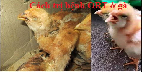Cách trị dứt điểm bệnh ORT ở gà hiệu quả nhất 46 bệnh ort ở gà