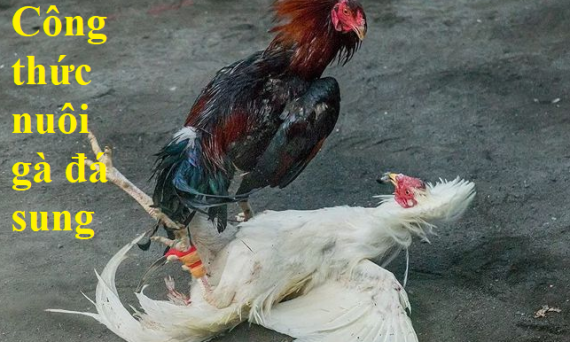 Nuôi gà đá sung với ba công thức bí truyền 27 Nuôi gà đá sung