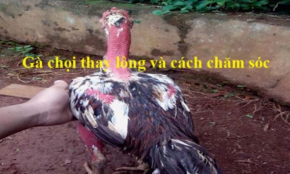 Mùa gà chọi thay lông và cách chăm sóc gà thay lông 27 Gà chọi thay lông