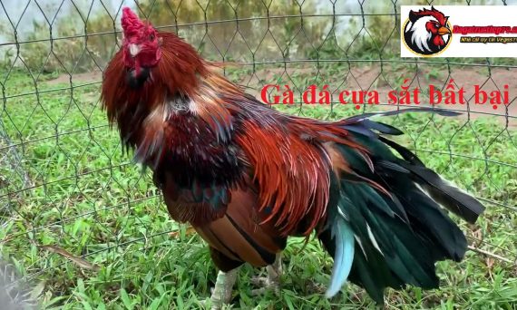 Nắm ngay kinh kiệm chơi đá gà cựa sắt bất bại 62 đá gà cựa sắt bất bại