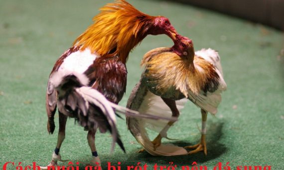 Cách nuôi gà bị rót đá sung sau thời gian ngắn 8 Nuôi gà bị rót