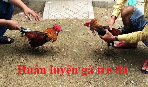 Huấn luyện gà tre đá có giống huấn luyện gà nòi đòn? 7 Huấn luyện gà tre