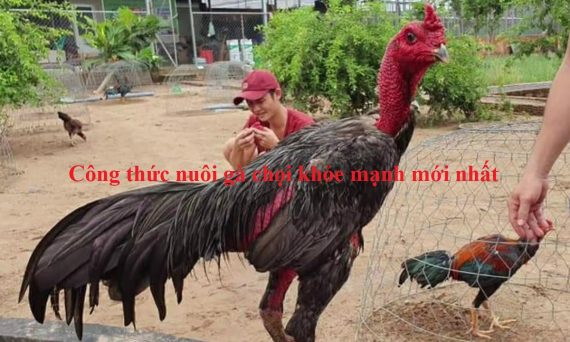 Nắm ngay công thức nuôi gà chọi khỏe mạnh mới nhất 1 Nuôi gà chọi khỏe mạnh