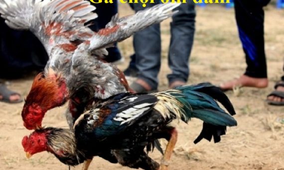 Gà chọi ôm đấm thế đá bao đối thủ khiếp sợ 13 gà chọi ôm đấm