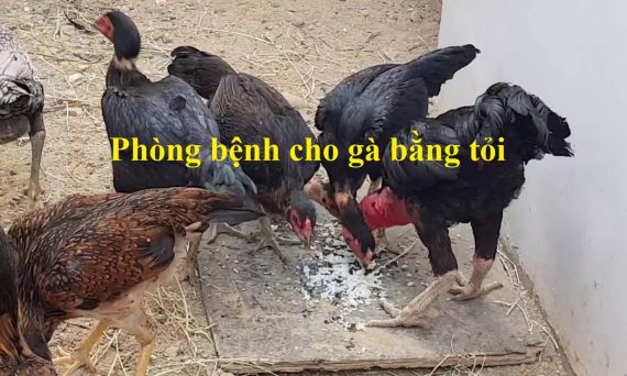 Phòng bệnh gà bằng tỏi cực kỳ hiệu quả 1 Phòng bệnh co gà bằng tỏi