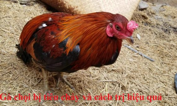 Gà bị tiêu chảy và bài thuốc trị dứt điểm hiệu quả 58 gà bị tiêu chảy