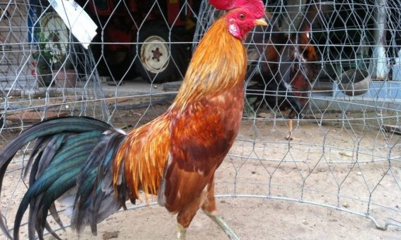 Tổng hợp các loại vitamin gà đá giúp chiến kê hoàn hảo 14 vitamin cho gà đá