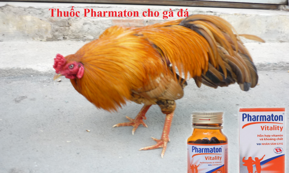 Công dụng của thuốc Pharmaton cho gà đá 51 thuốc Pharmaton cho gà đá