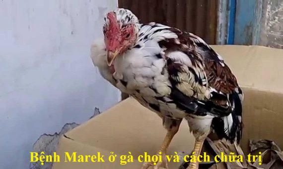 Bệnh Marek ở gà chọi và cách chữa trị nhanh khỏi 1 Bệnh Marek ở gà chọi