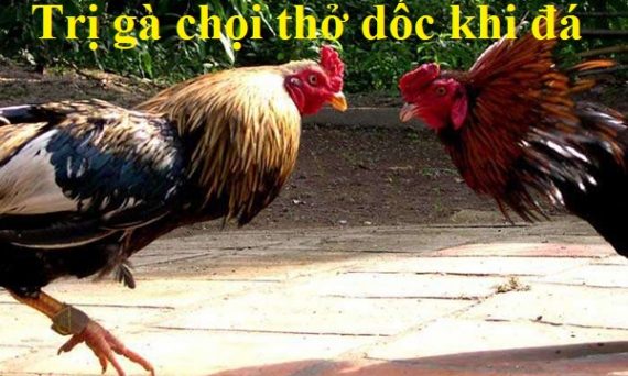 Trị dứt điểm tình trạng gà thở dốc khi đá 27 trị gà chọi thở dốc
