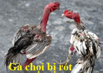 Nguyên nhân gà chọi bị rót và cách khắc phục 1 gà chọi bị rót