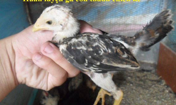 Kỹ thuật huấn luyện gà con trở thành chiến kê 13 huấn luyện gà con