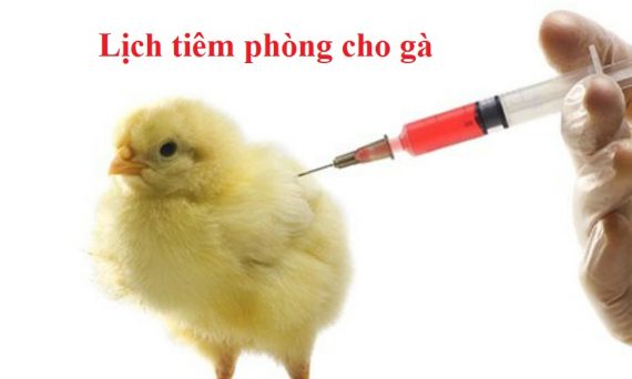 Lịch tiêm phòng cho gà đúng quy định hiện nay 33 lịch tiêm phòng cho gà