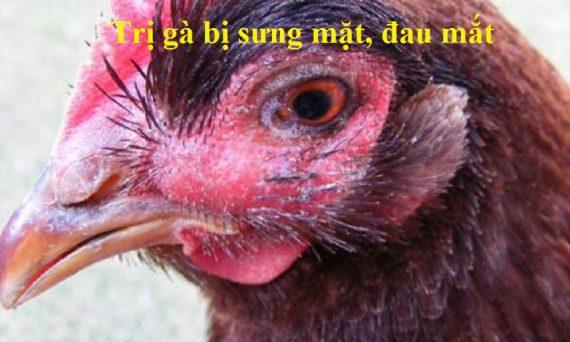 Cách trị gà bị phù mặt đau mắt và đậu đen 1 gà bị sưng mặt