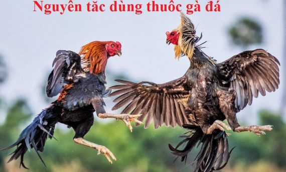 Thuốc gà đá và những nguyên tắc khi sử dụng 1 thuốc gà đá