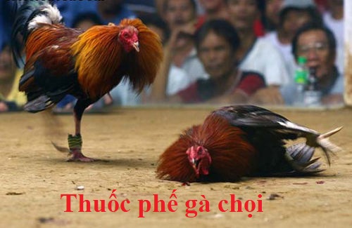 Chiêu trò dùng thuốc phế gà làm gà không đá được 8 Thuốc phế gà chọi