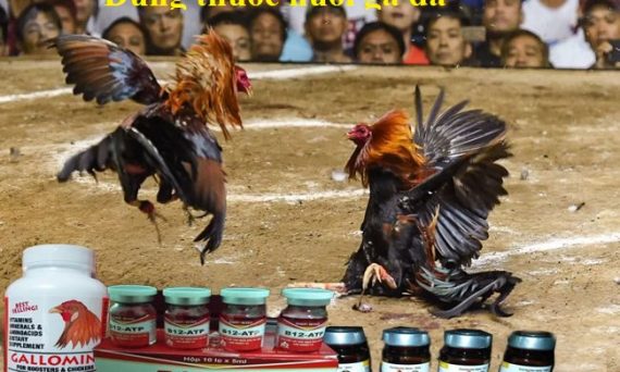 Dùng thuốc nuôi gà đá hiệu quả nhất hiện nay 12 Dùng thuốc nuôi gà đá