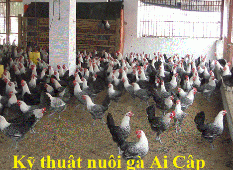 Kỹ thuật nuôi gà Ai Cập siêu trứng đạt tỷ lệ cao 1 Gà ai cập