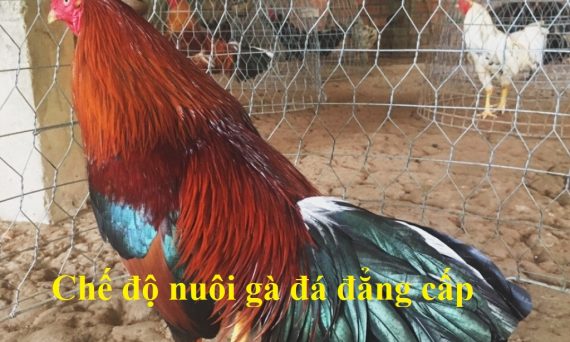 Chế độ nuôi gà đá bất bại trước các đối thủ 54 chế độ nuôi gà đá