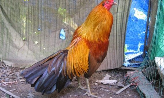 Nuôi gà đá chuẩn cực hay từ A - Z của sư kê xưa 37 Nuôi gà đá chuẩn