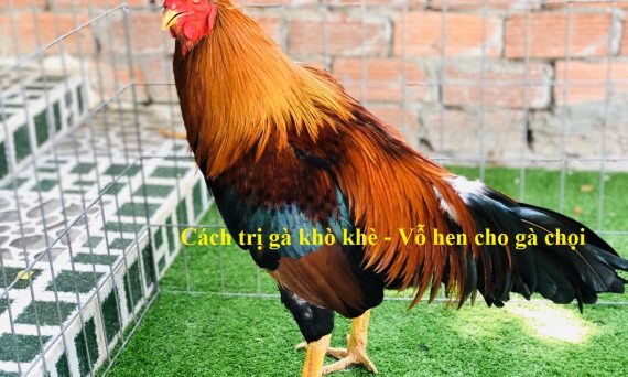 Cách trị và vỗ hen gà khò khè hiệu quả nhất 20 vỗ hen cho gà