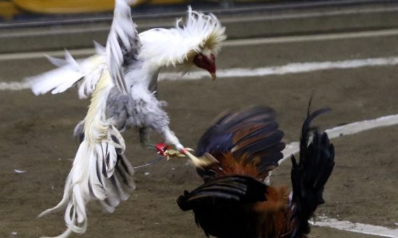 Xem trực tiếp đá gà Philippines đấu trường đẫm máu 14 đá gà philippines