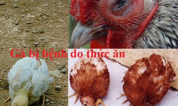 Gà bị bệnh do thức ăn và những điều cần biết 1 gà bị bệnh do thức ăn
