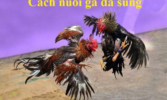 Chia sẽ bí mật cách nuôi gà đá sung của sư kê 25 Nuôi gà đá sung