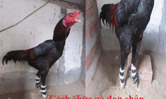 Cách chữa gà chọi yếu chân hiệu quả nhất 1 chữa gà đau chân