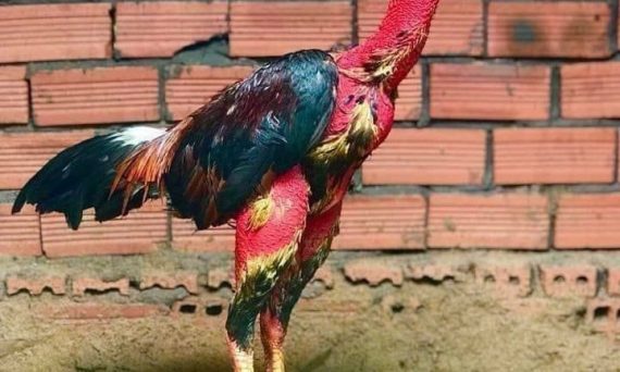 Gà đòn Việt Nam và những điều cần biết 6 gà đòn hay