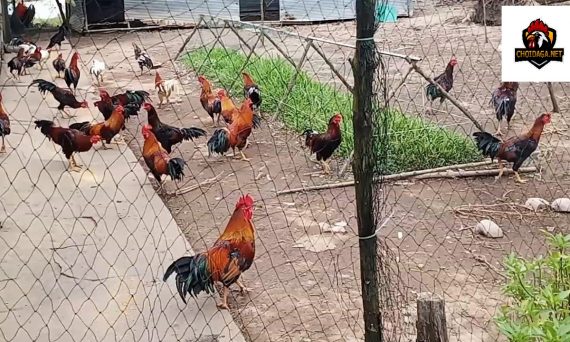 Nuôi gà đá hiệu quả với công thức cực đơn giản 13 nuôi gà đá hiệu quả