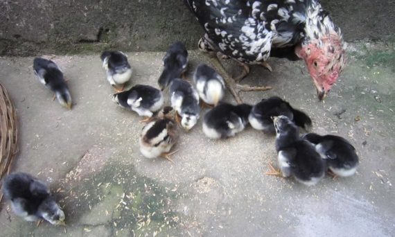 Nuôi gà chọi con giảm tỷ lệ tử vong cực hiệu quả 23 nuôi gà chọi con