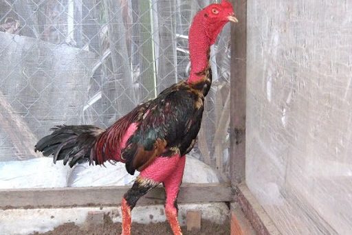 Khắc phục tình trạng gà bị đau chân hiệu quả 14 gà bị đau chân