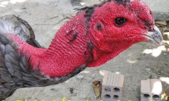 Gà bị thối tai và cách chữa trị hiệu quả 57 Trị gà bị thối tai