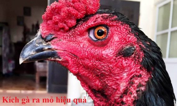 Kích gà ra mỏ nhanh trường hợp mỏ gà không đều 1 kích gà ra mỏ
