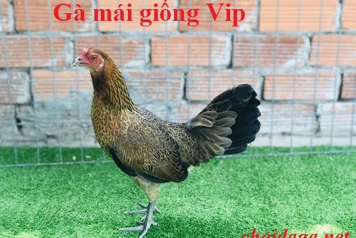 Gà mái giống và những yếu tố chọn lọc 27 gà mái giống