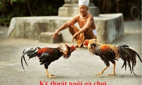 Nuôi gà chọi và những lưu ý sư kê cần biết 6 Nuôi gà chọi