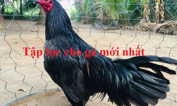 Tổng hợp các bài tập lực cho gà hiệu quả nhất 22 tập lực cho gà