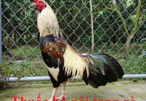 Thuốc bổ nội tạng gà đá giúp gà khỏe mạnh 33 Thuốc bổ nội tạng