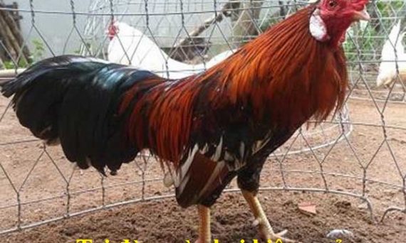 Cách trị đờm gà chọi một cách hiệu quả 33 Trị đờm gà chọi