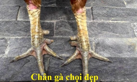 Chân gà chọi đẹp và yếu tố quyết định gà chọi hay 1 chân gà chọi đẹp