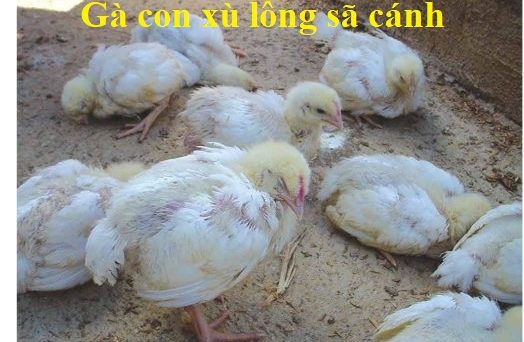 Cách trị gà con bị xù lông xã cánh hiệu quả 25 Gà con xù lông